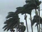 ouragan_palmiers.jpg