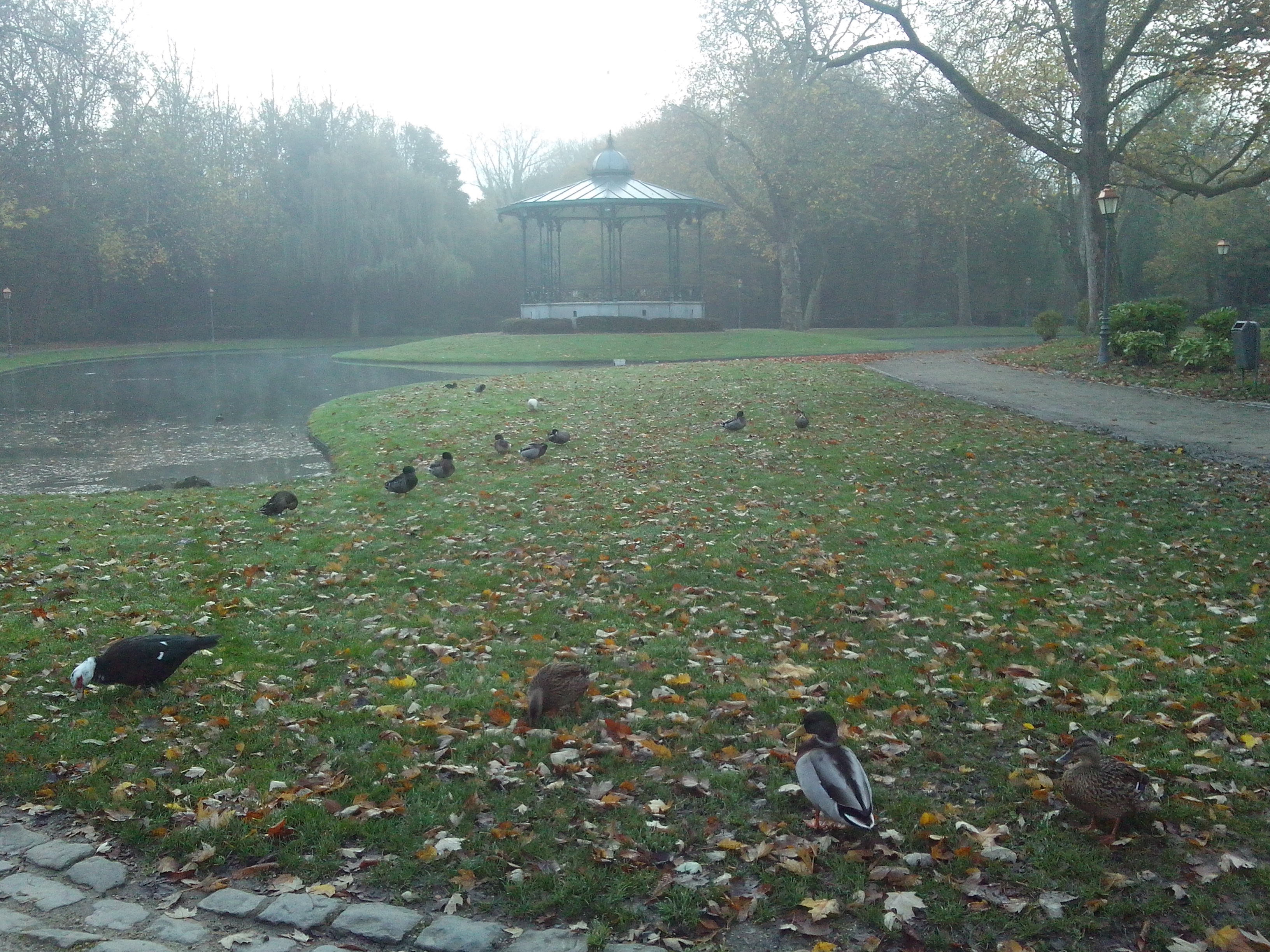 canards.jpg