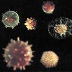 20041215_Virus.gif