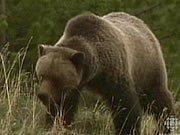 news_Grizzli0706.jpg